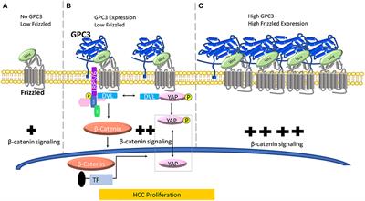 The Role of Glypican-3 in Regulating Wnt, YAP, and Hedgehog in Liver Cancer